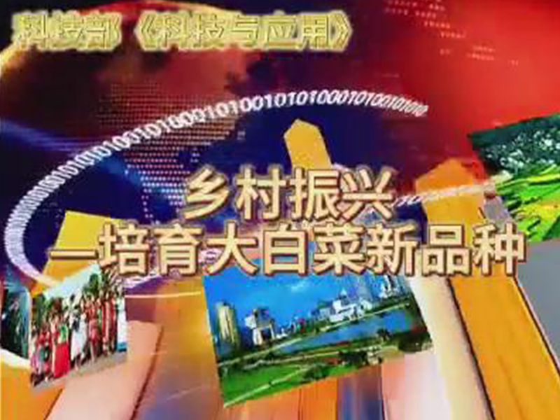 乡村振兴一培育大白菜新品种