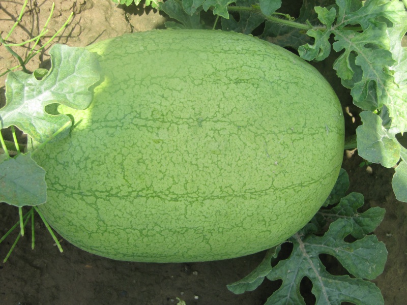 新绿秀西瓜