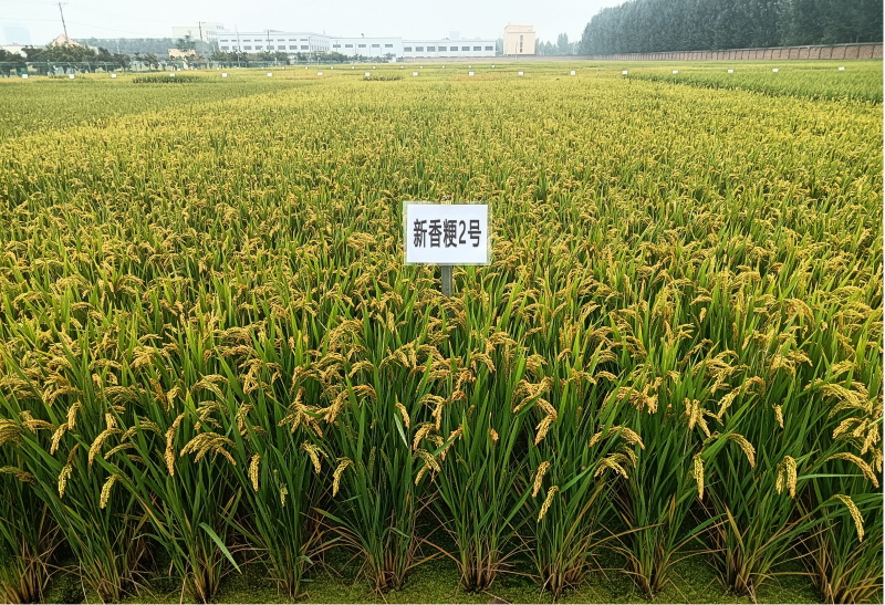 新香粳稻2号