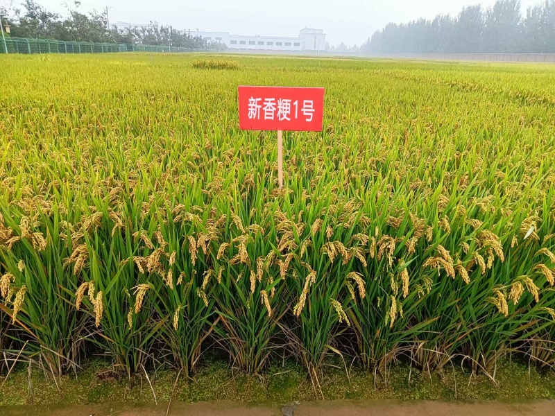 新香粳1号