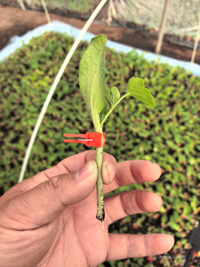 西甜瓜双断根嫁接苗