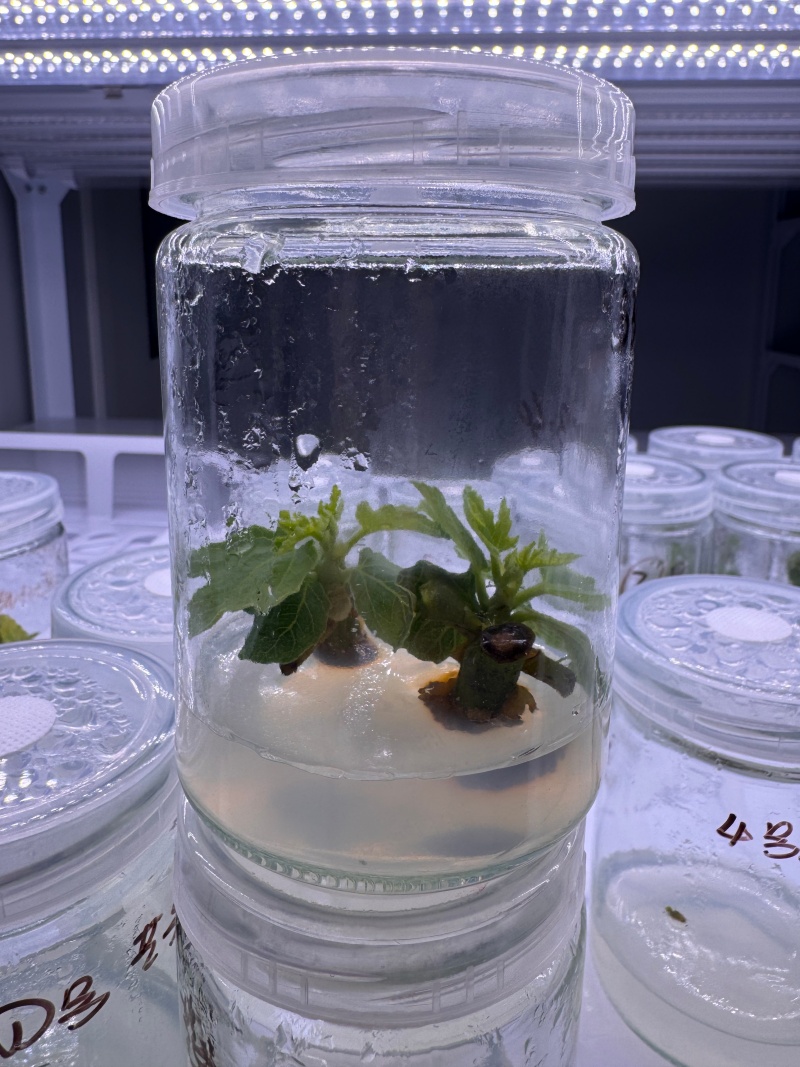 组培技术-无花果苗