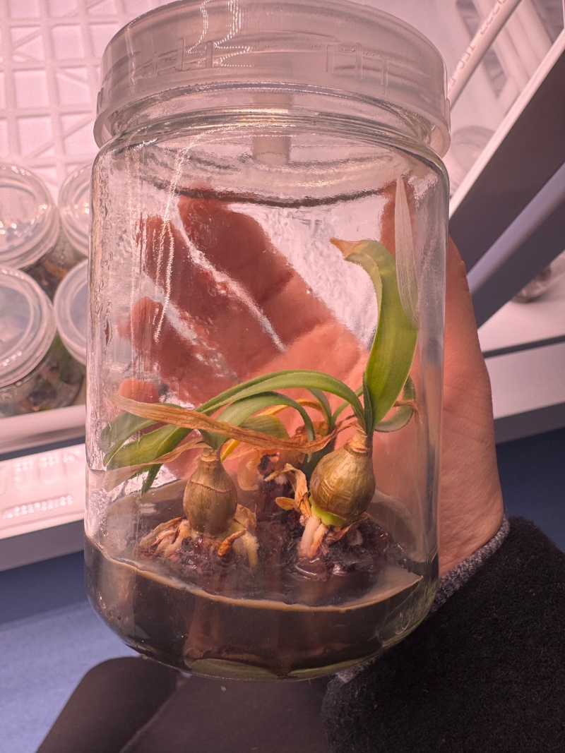 组培技术--朱顶红