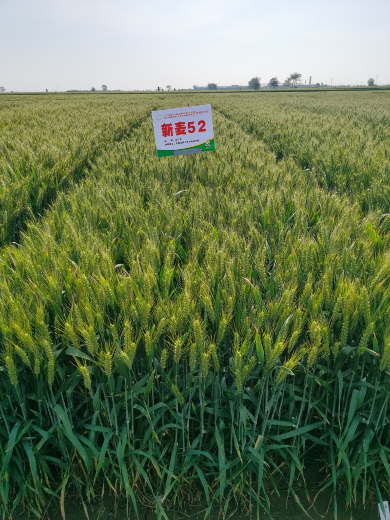 新麦52