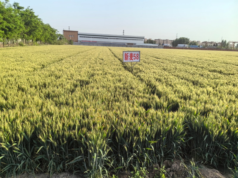 新麦58