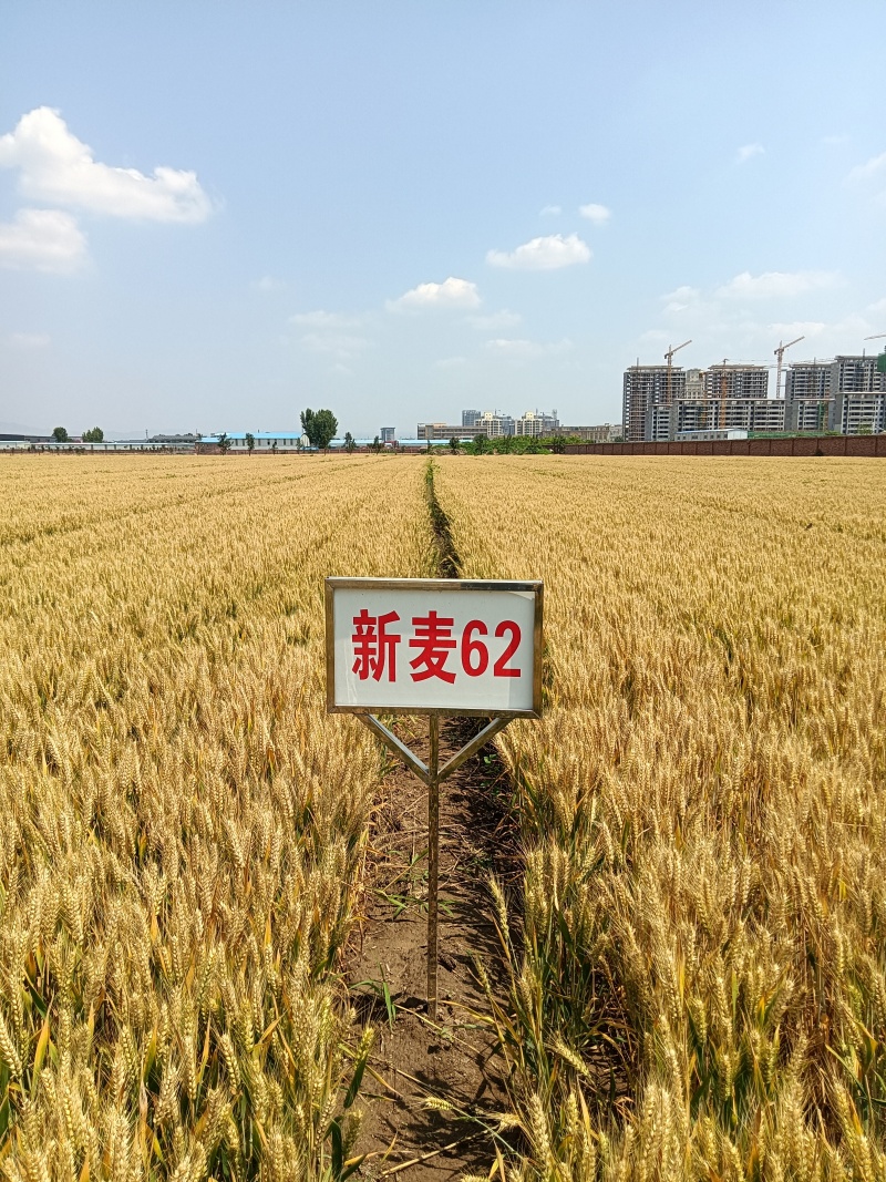 新麦62