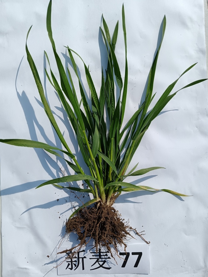 新麦77