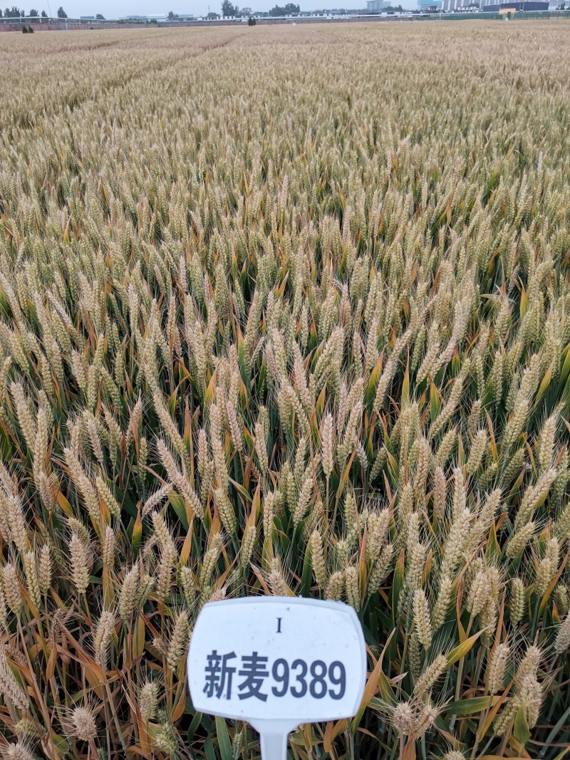 新麦9389