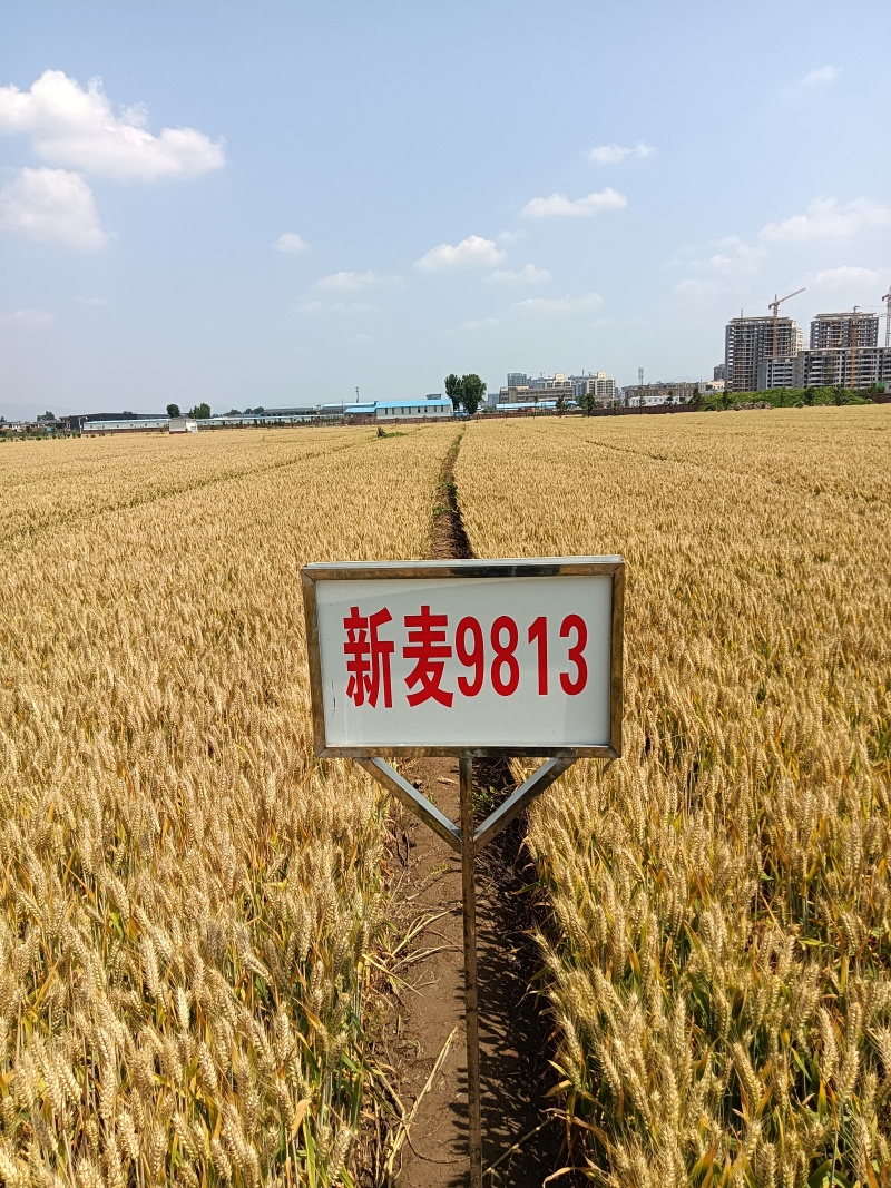 新麦9813