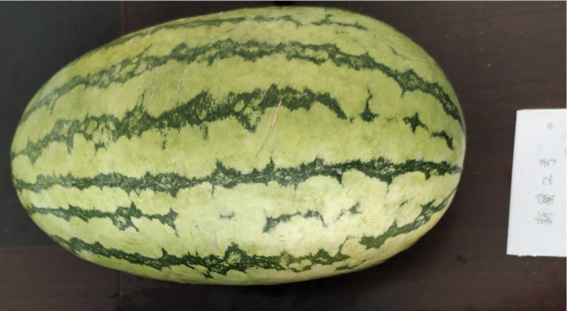 新蜜2号（无原图）