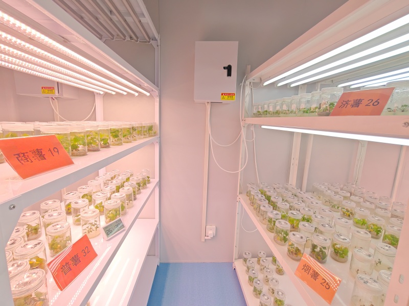 甘薯脱毒苗组培室