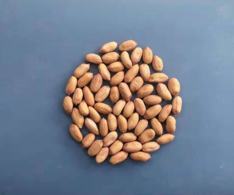 新花1208籽粒（非原图）