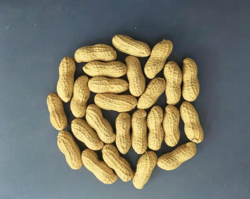 新花1239荚果（非原图）