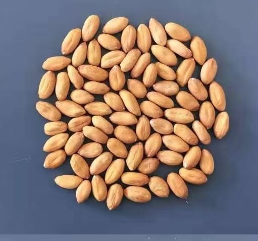 新花1239籽粒（非原图）