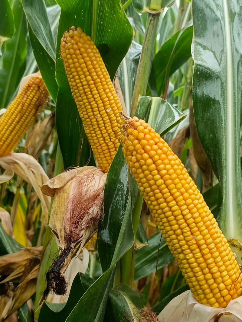 新单116-2（非原图）