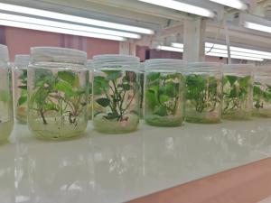 甘薯脱毒种苗制繁体系