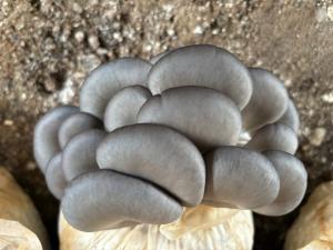 平菇跨区适温周年栽培技术