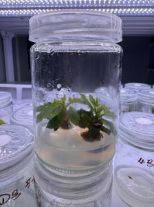 组培技术-无花果苗