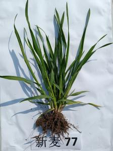新麦77