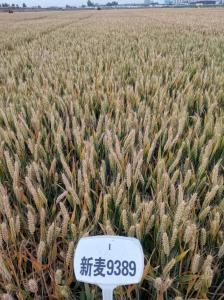 新麦9389